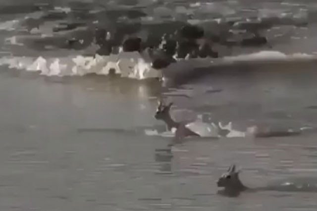 Linh dương mẹ hy sinh mạng sống giúp con có thể thoát chết.