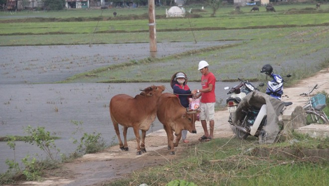 Nghe tin thủy điện xả lũ, người dân hối hả dắt trâu bò đi tránh