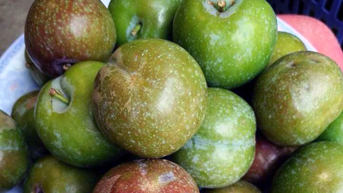 Mận non đầu mùa giá 75.000-110.000 đồng/kg rất hút khách.