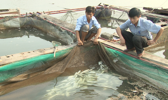 Người dân nuôi cá lồng bè ở Kỳ Hà vớt cá chết ra khỏi lồng, bè.
