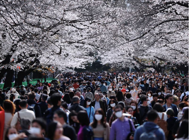 Dòng người trong công viên Ueno dự lễ hội hoa anh đào hôm 22/3. (Ảnh: Reuters)
