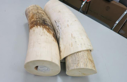 Những chiếc ngà voi châu Phi bị phát hiện. Ảnh: H.Q