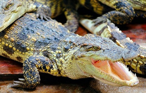 Nghiên cứu về giọng bò sát là một trong những nghiên cứu được trao giải thưởng nghiên cứu gây cười