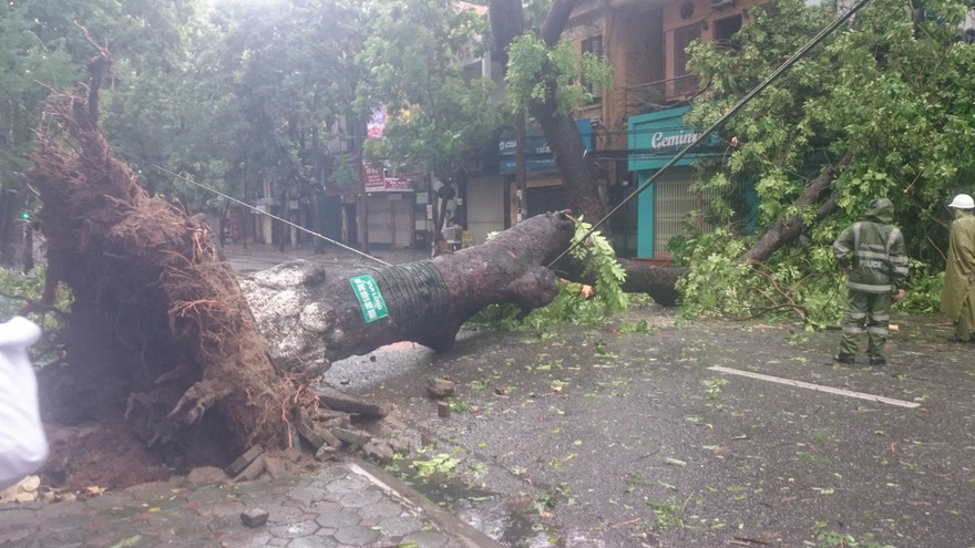 Xà cừ bật gốc đè vào đường dây điện trước số nhà 111, phố Bà Triệu,Hà Nội.