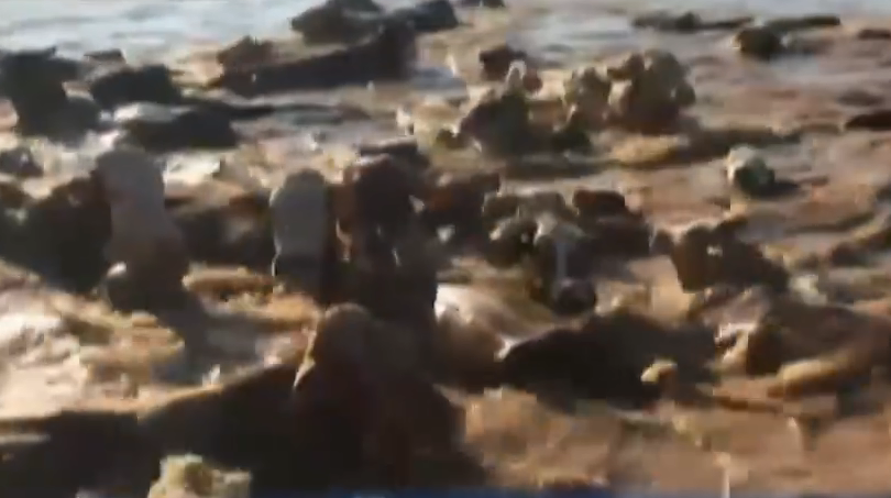 Ảnh cắt từ video.