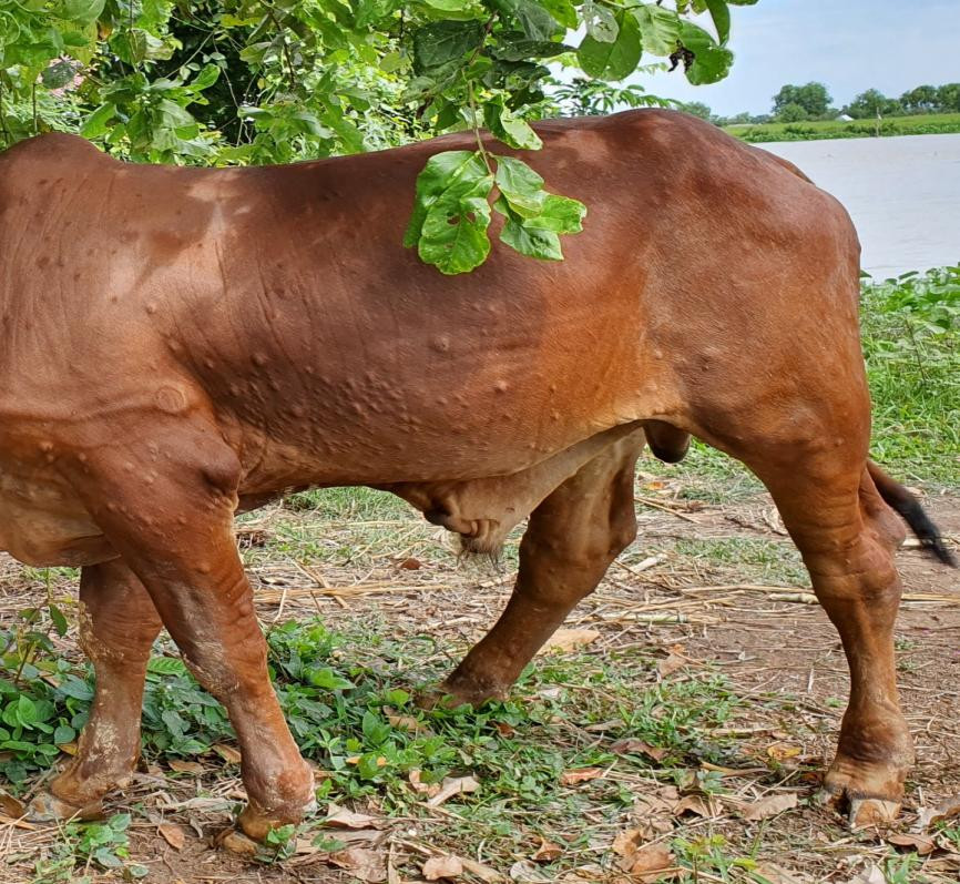Triệu chứng da bò nổi các nốt u sần