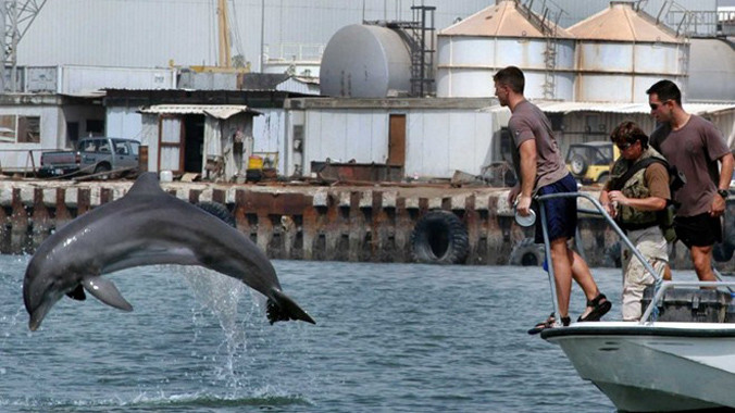 Một con cá heo tham gia buổi tuần tra của hải quân Mỹ tại cảng Manama, Bahrain, vào tháng 8/2003. Ảnh: Reuters.