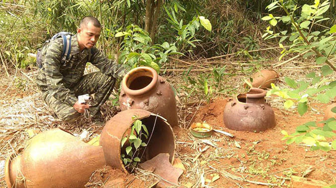 Một góc rừng mộ ché ở Bù Gia Mập.
