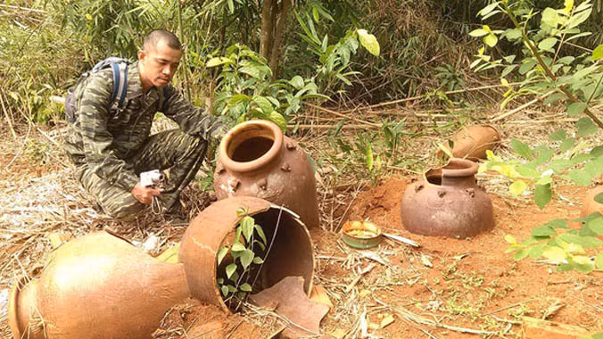 Một góc rừng mộ ché ở Bù Gia Mập.