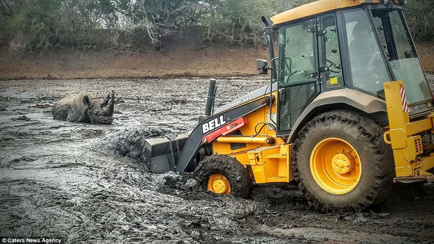 Con tê giác lội qua lớp bùn để ra giữa khu hố cạn để tìm nước uống, nhưng sau đó nó không thể quay trở lại bờ vì lớp bùn quá dày. Đội cứu hộ phải dùng máy ủi để giải cứu tê giác thoát nạn.
