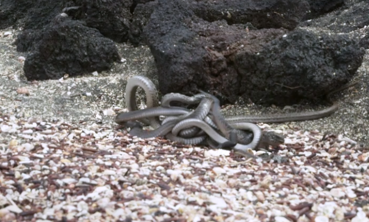 Kì nhông cố thoát khỏi bầy rắn. Ảnh cắt từ video