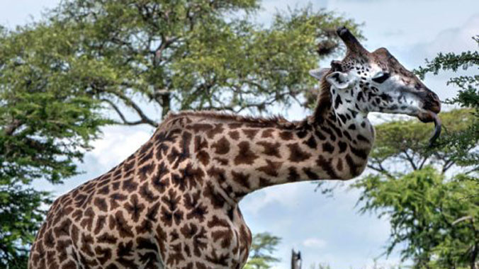 Với chiếc cổ biến dạng, con hươu cao cổ thích ứng và tồn tại trong môi trường tự nhiên suốt 5 năm. Ảnh: Telegraph.