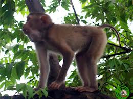 Khỉ đuôi lợn cắn nát tay chủ