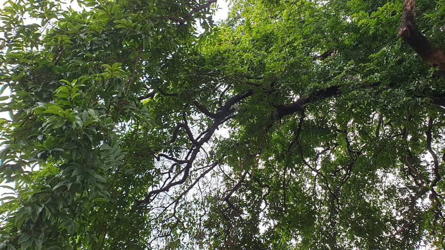 Cây thị hơn 900 tuổi được công nhận cây di sản