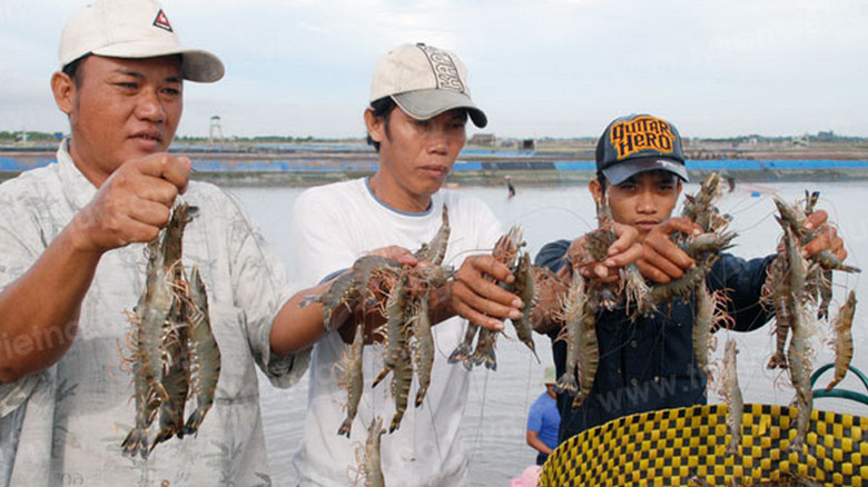 Thu hoạch tôm chân trắng. Ảnh: Sáu Nghệ