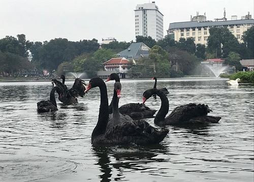 Đàn thiên nga được bảo vệ tại hồ Thiền Quang như thế nào?