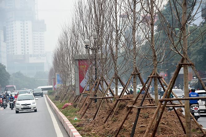 Trồng mới 350 nghìn cây xanh ở Hà Nội trong năm 2018