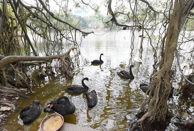 Việc thả đàn thiên nga xuống hồ Hoàn Kiếm đang gây chú ý dư luận