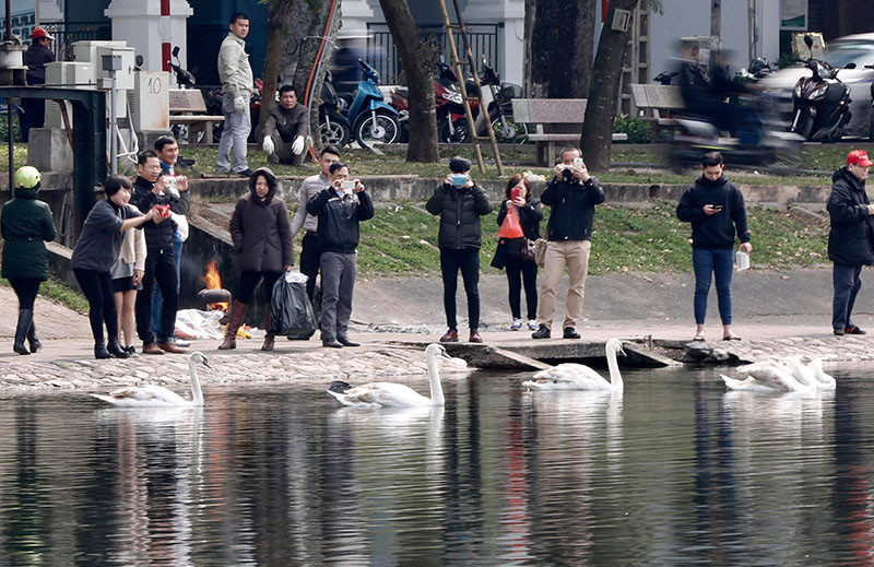 Lắp camera để bảo vệ thiên nga ở hồ Thiền Quang