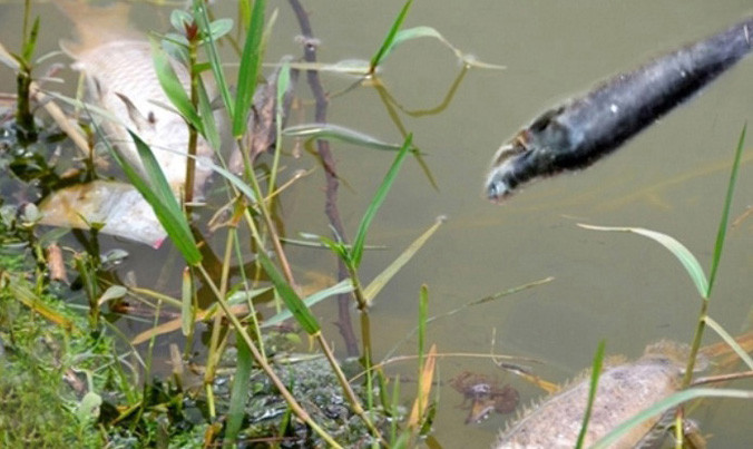 Cá chết nổi lềnh bềnh trên hồ Xuân Hương.