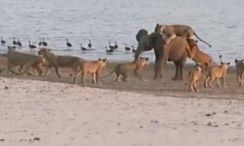 Con voi nhỏ bị bầy sư tử cái đông đảo bao vây. Ảnh: Youtube.