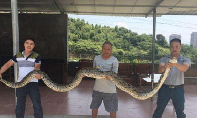 Tối ngày 26/7, người dân bắt được một con trăn khổng lồ ở thôn Trân Sơn, huyện An Khê, thành phố Tuyền Châu, phía nam tỉnh Phúc Kiến, Trung Quốc. Khi đó, con trăn vừa nuốt xong một con dê nặng khoảng 20 kg trong trang trại nhà ông Trần Phúc Kim.
