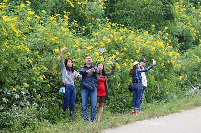 Vườn hoa dã quỳ tại Hà Nội thu hút du khách 