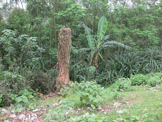 Cây gạo nay chỉ còn trơ gốc nhưng vì sợ độ “thiêng” của cây mà không ai dám xâm phạm.