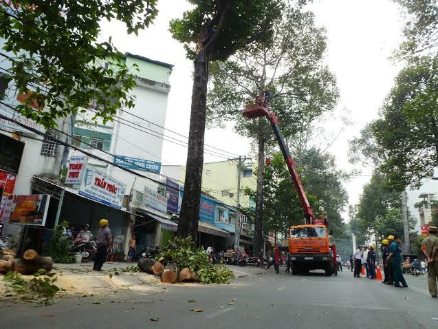 Hiện trường nhánh cây bị gãy làm hai người bị thương. Ảnh: Đông Sơn