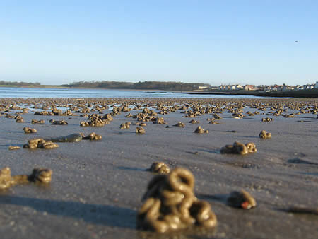 Chưa có lời giải thích cho hiện tượng bí ẩn mưa giun kinh dị này. (Ảnh minh họa)