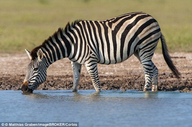  Ảnh minh họa. Nguồn DailyMail