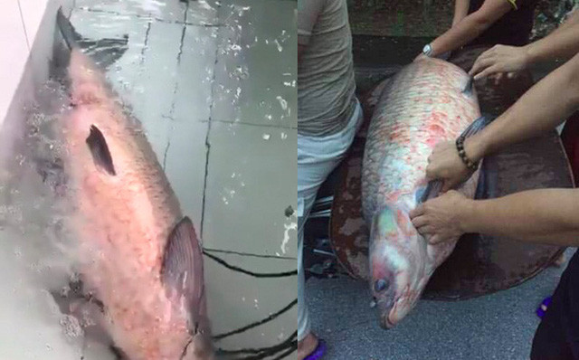 Con cá trắm đen khủng bị bắt.