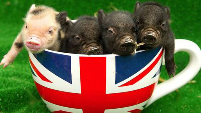 Thưởng thức “Cà phê lợn còi” độc, lạ ở Anh