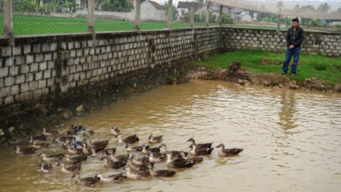 Đàn vịt trời đẻ của anh Lý.Ảnh: Quang Đại.