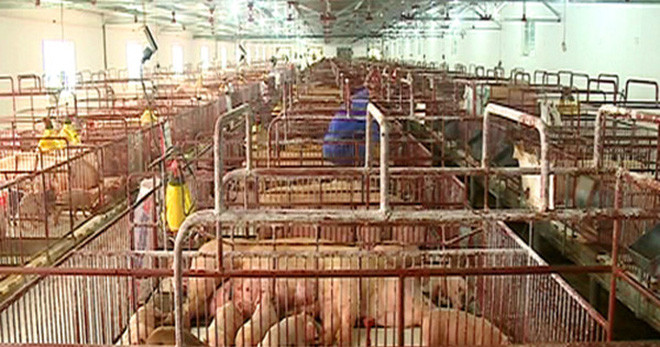 Ồ ạt nuôi lợn xuất đi Trung Quốc: Biết rủi ro nhưng vẫn cứ làm