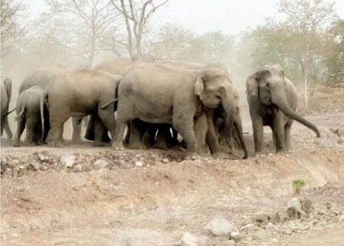 Đàn voi rừng tràn ra khu dân cư tàn phá hoa màu của người dân. Ảnh: Kh.Uyên