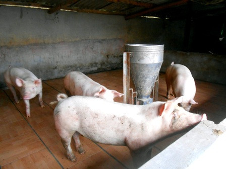 Heo được nuôi trong chuồng lát gạch men 