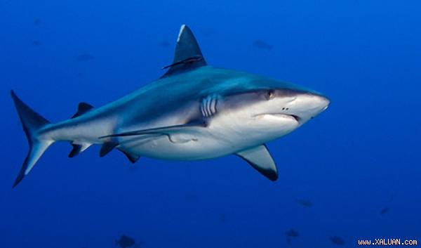 Tính chất này là cực kỳ quý giá có thể thay đổi tương lai của ngành điện tử.