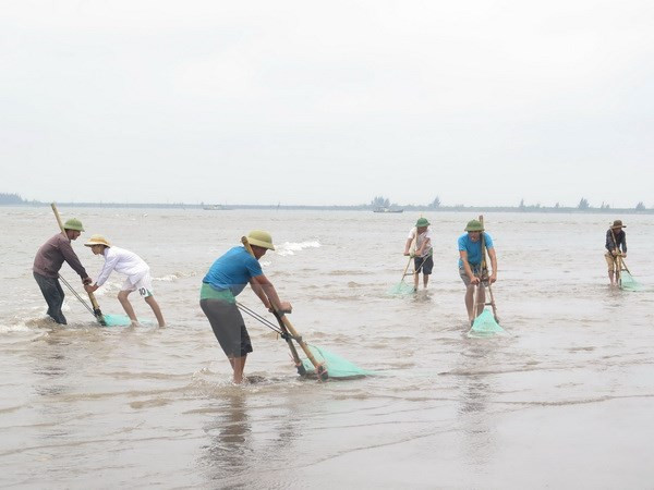 Hoạt động khai thác ngao, vạng của ngư dân huyện Tiền Hải trên vùng bãi triều thuộc xã Nam Phú (Tiền Hải, Thái Bình). (Ảnh: Xuân Tiến/TTXVN) 