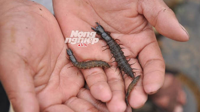 "Rết nước" là món đặc sản của người Hà Nhì, Dao đỏ... 