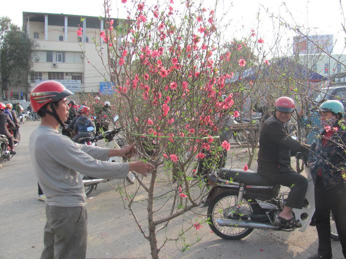 Đào ‘lạ’ tại Lạng Sơn
