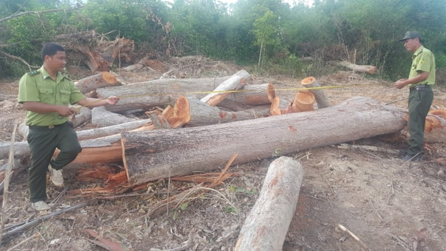Kiểm lâm đo đạc khối lượng gỗ bị chặt hạ