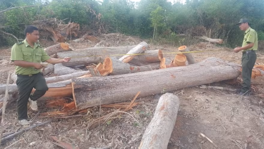 Kiểm lâm đo đạc khối lượng gỗ bị chặt hạ