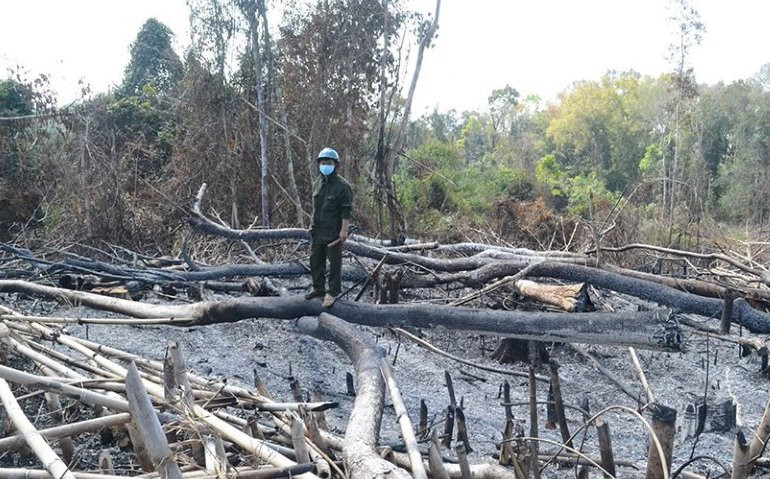 Rừng bị chặt phá tan hoang tại tiểu khu 1680