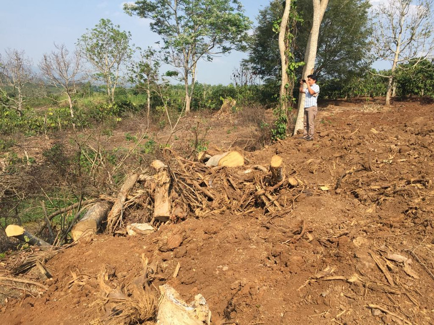 Tiết lộ hành trình ra Bắc của cây đa siêu 'khủng' quê Đắk Lắk