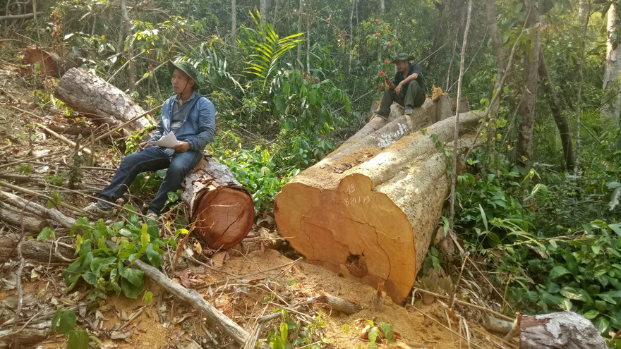 Hiện trường vụ phá rừng