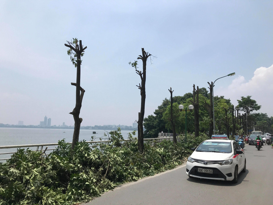 Những cây hoa sữa được cắt cành, chuẩn bị được vận chuyển để trồng ở bãi rác Nam Sơn. Ảnh: QP