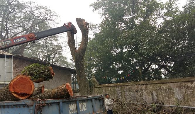 Vì sao lô gỗ sưa 'trăm tỷ' ở Hà Nội chưa bán đấu giá?