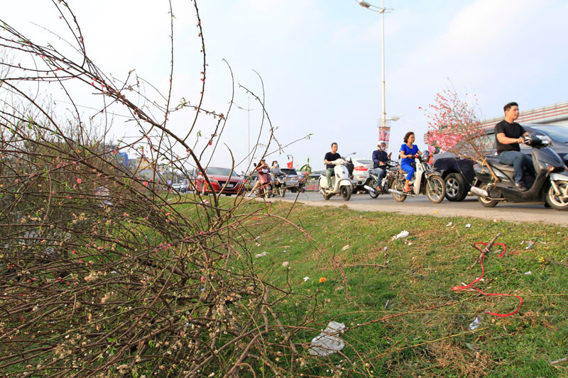 Hà Nội: Đào rừng vứt đầy đường chiều 30 Tết