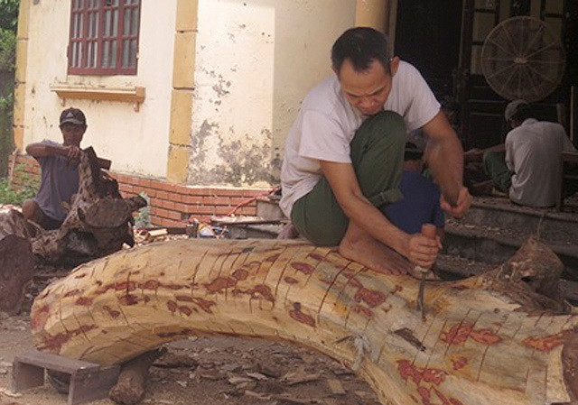 Người dân đẽo vỏ gỗ sưa để chuẩn bị đấu giá lần 2. Ảnh: PV